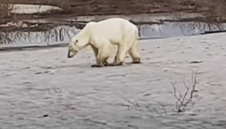 VIDEO Gladna polarna medvjedica zalutala u sibirski grad u potrazi za hranom